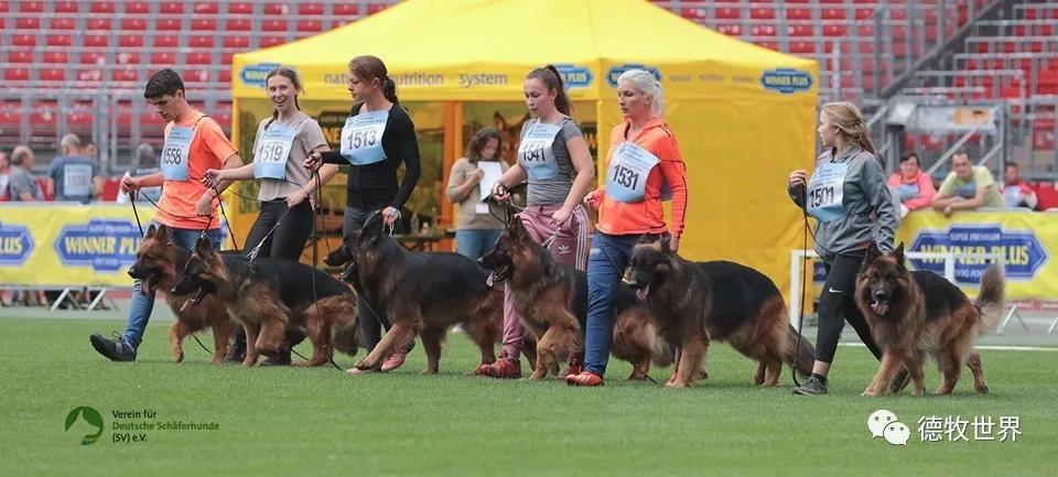 阿扎伦卡最新消息-爱游戏体育官网